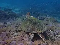 Turtle on a Puerto Galera coral reef