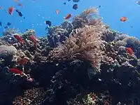 Puerto galera underwater coral seascape with hydroid (Aglaophenia)