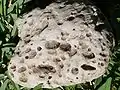 Pumice from the rainforest floor at Gumbaynggirr State Conservation Area