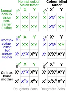 A chart showing likelihoods of genetic combinations and outcomes for red–green color blindness