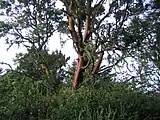 Pacific Madrone (Arbutus menziesii)