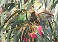 Purple-crowned Lorikeet, Port Augusta, South Australia