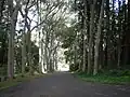 Trees lining Puʻu ʻUalakaʻa State Wayside entrance, Round Top Drive