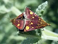 Mating