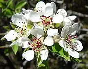 Close-up of flowers