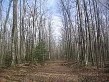 View along a cleared path through a forest of leafless trees and a few pines