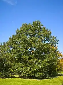 Quercus velutina