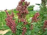 ICBA has been evaluating quinoa for use in dry and saline environments.