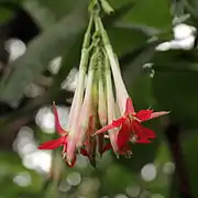 Fuchsia boliviana Alba