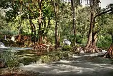 Rio Trampolin (Rio Tampaón drainage), Municipality of Tamasopo, San Luis Potosí (21 June 2009).