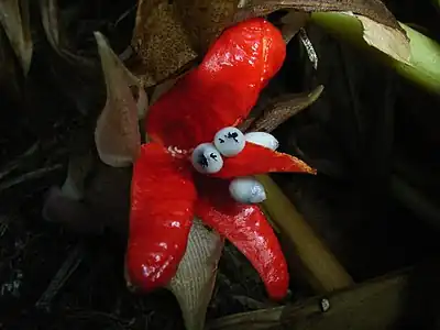 Fruits with red interiors and black seeds with a whitish aril