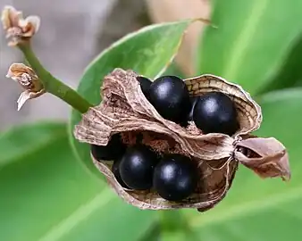 Dried capsules with seeds inside