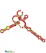 isrC Hfq binding RNA:  Predicted secondary structure taken from the Rfam database. Family RF01387.