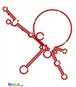 STnc500 Hfq binding RNA:  Predicted secondary structure taken from the Rfam database. Family RF01406.