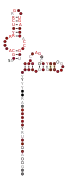 Flavi_ISFV_xrRNA Secondary structure taken from the Rfam database. Family RF03541