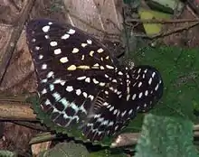 L. dirtea (female)