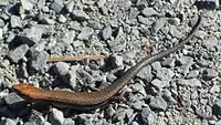 Naturalised rainbow skink in Raglan, New Zealand