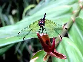 Female Rainforest elf in Cairns, head on view