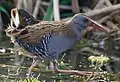 Water Rail at Basai