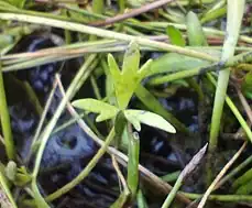 Ranunculus papulentus leaf