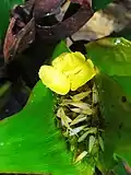 Rapatea paludosa flowers