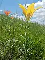 Rare yellow form in Logan County, North Dakota, USA