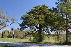 Raudmetsa pine on the village territory