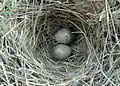 Raso lark eggs