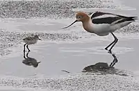 Adult with a chick at Palo Alto Baylands Nature Preserve, California