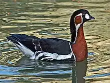 Red-breasted goose. (Endangered species)