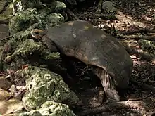 Adult red-footed tortoise walking on a rocky outcrop in heavy vegetation