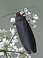 Adult feeding