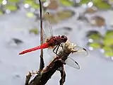 Male side view