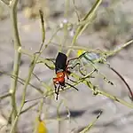 Lytta magister in the Anza-Borrego Desert State Park