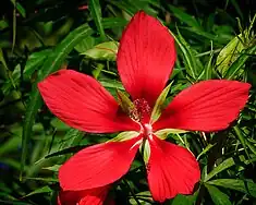 Red hibiscus, one of the many flowering plants at the zoo