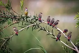 Red avadavat female in its habitat