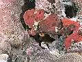 Red ocellated frogfish, St. Kitts, F. ocellatus