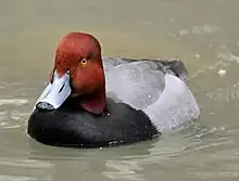 Redhead (Aythya americana)