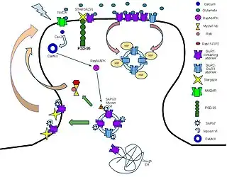 Regulation of AMPAR trafficking to the postsynaptic density in response to LTP-inducing stimuli