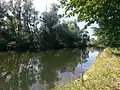 The Rench in riparian woods near Helmlingen