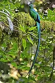 Male displaying his long tail