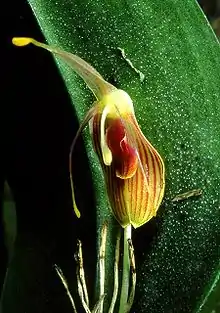 Restrepia flosculata