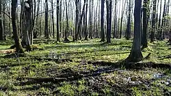 Nature reserve Zabór