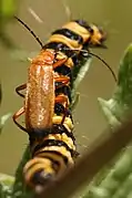 Rhagonycha fulva predating on Tyria jacobeae