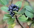 Indian hawthorn fruits