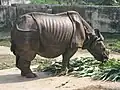 Indian rhinoceros at Bangladesh national zoo