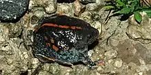 Burrowing Toad (Rhinophrynus dorsalis), Municipality of Reynosa, Tamaulipas, Mexico (8 October 2007).