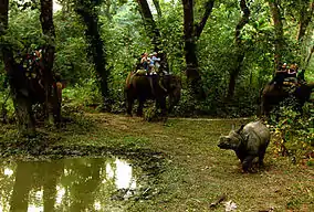 Chitwan National Park, elephant safari after an Indian rhinoceros