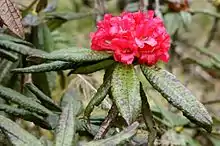 Image 33Maha rath mala (Rhododendron arboreum ssp. zeylanicum) is a rare sub-species of Rhododendron arboreum found in Central Highlands of Sri Lanka. (from Sri Lanka)