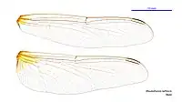 Male wings